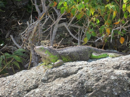 Tobago Cays